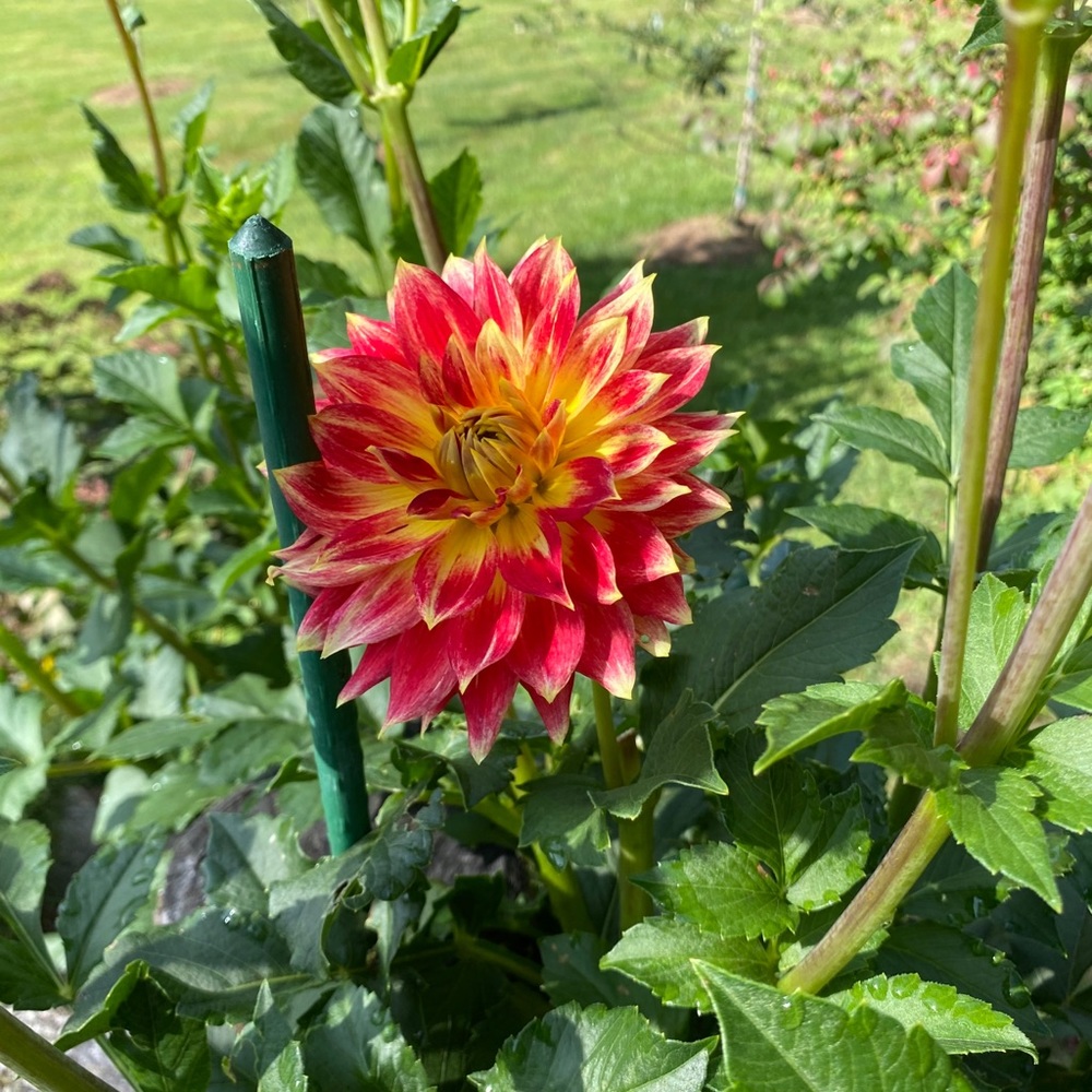 Meet your Posher, Tina